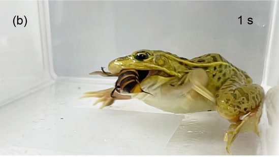 Ecologist Shinji Sugiura discovered that black-spotted pond frogs in Japan hunt and eat hornets, including the dangerous Asian giant hornet. Despite receiving multiple stings, 79%-93% of frogs caught and consumed the hornets, indicating a unique tolerance to these venomous encounters.