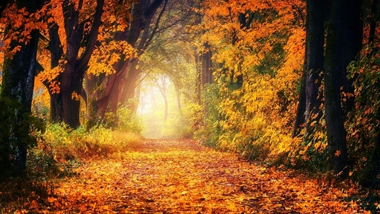 Autumn Equinox date, timings and astrological insights for each zodiac sign.(Pexels)