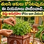 తులసి పూజలో ఈ నియమాలు పాటిస్తే.. ఇంట్లో శాంతి, సానుకూలత.. తులసి దళాలను దేవుడికి సమర్పించేటప్పుడు ఈ విషయాలు పాటించండి!