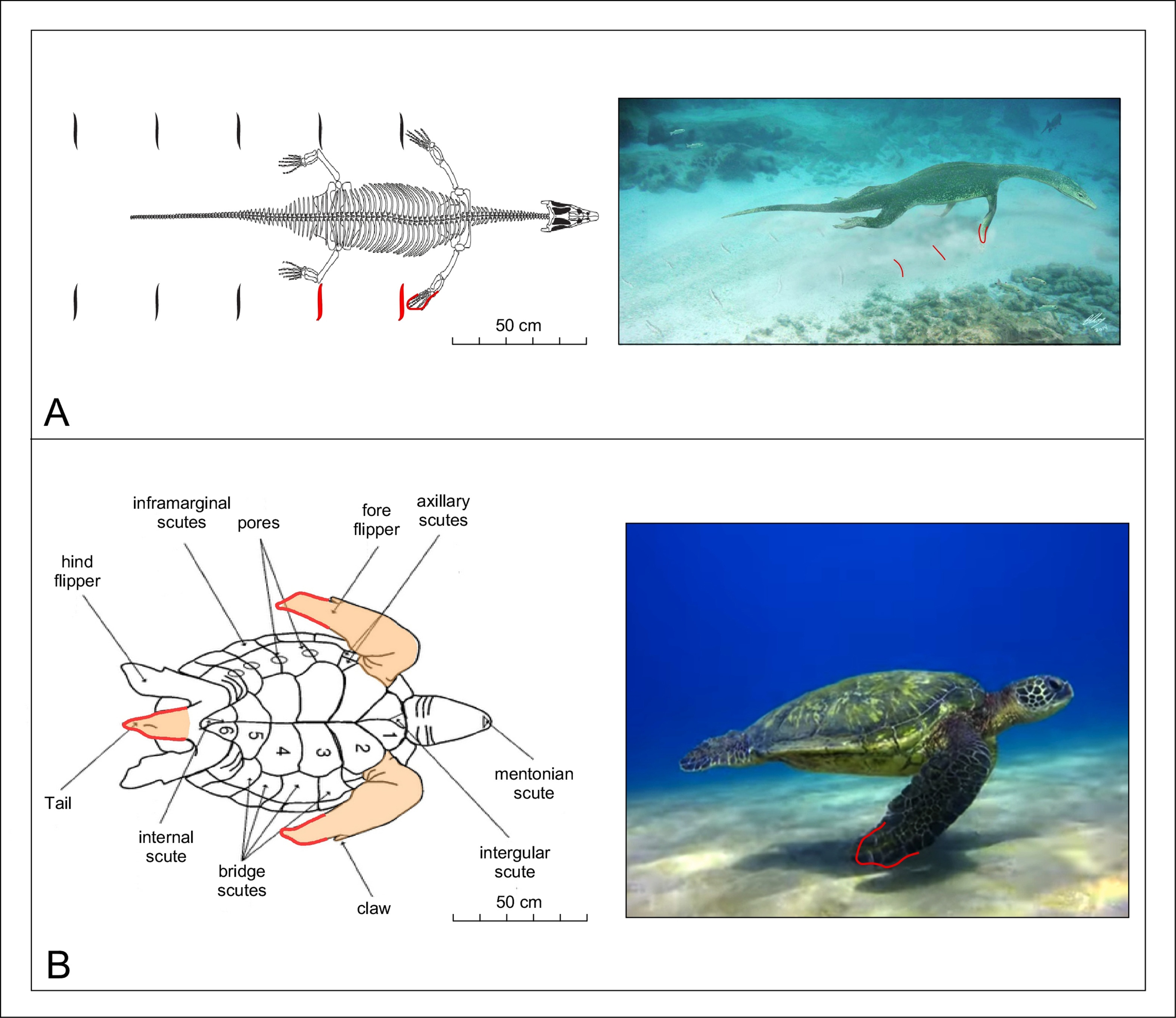 Fossilized tracks of marine reptiles, likely sea turtles, were found at Monte Cònero, Italy. Dating to around 80 million years ago, the impressions suggest a collective escape from an earthquake. This discovery highlights the unique preservation of fossils in unusual marine environments. (Paolo Sandroni et al., Cretaceous Research, 2025, Figure 5, CC BY 4.0.) Fossilized tracks of marine reptiles, likely sea turtles, were found at Monte Cònero, Italy. Dating to around 80 million years ago, the impressions suggest a collective escape from an earthquake. This discovery highlights the unique preservation of fossils in unusual marine environments. (Paolo Sandroni et al., Cretaceous Research, 2025, Figure 5, CC BY 4.0.)