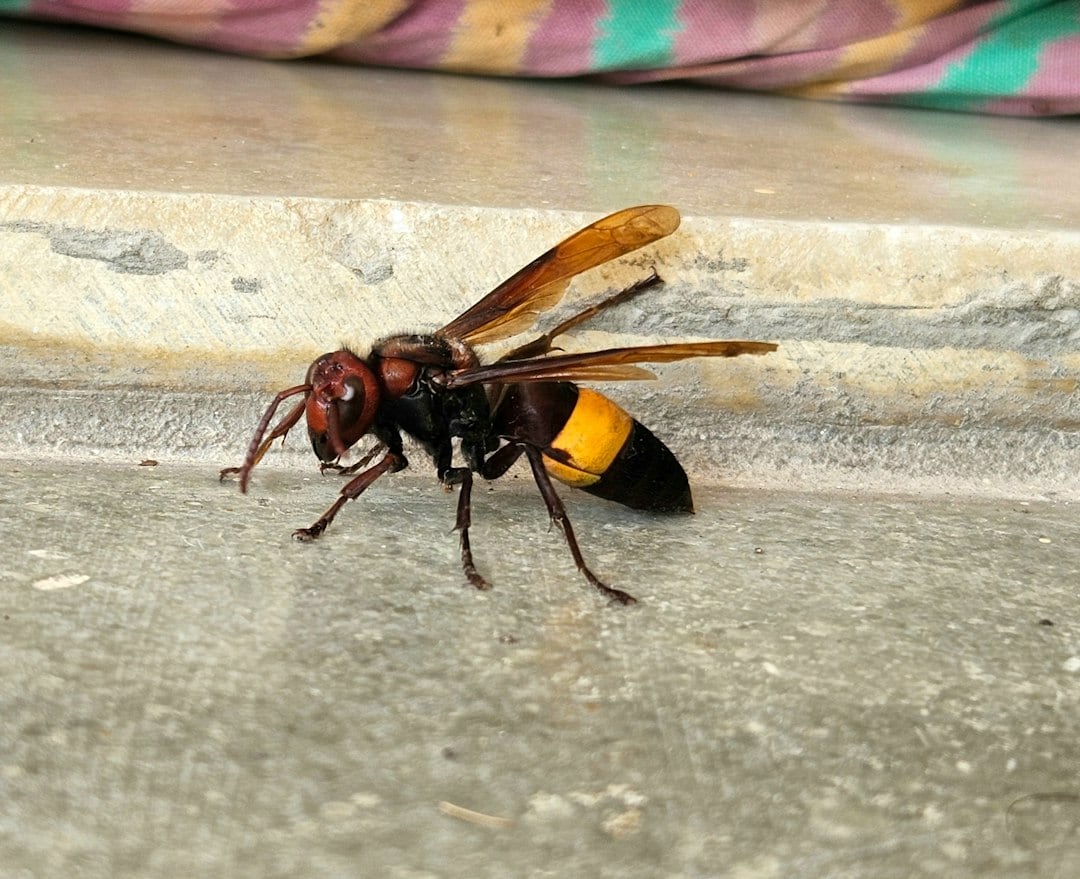 Many animals avoid hornets because their stings are dangerous and can cause severe pain and tissue damage. (Representational/Unsplash) Many animals avoid hornets because their stings are dangerous and can cause severe pain and tissue damage. (Representational/Unsplash)