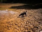 The researchers projected that global land temperatures will be 1.2C above normal in the coming months due in large part to El Nino, leading to 44 percent more extremely hot days than in a regular year. (In picture: A dog walks on cracked ground at the dried-up Guarne Lagoon in Arvi Park amid drought conditions linked to the El Nino phenomenon, in, Colombia)