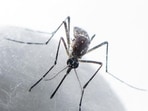Dengue is spreading its tentacles across Punjab, with the state reporting 451 confirmed cases till September 21, according to health department data. The disease has already been detected in 21 of the state’s 23 districts. (HT)