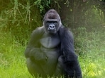 Bakari the boss: 5 thing about Disney's new silverback gorilla at Animal Kingdom