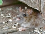 A study reveals that after the successful 2019 eradication of black rats and house mice from Lord Howe Island, invertebrate populations increased significantly, though diversity remained stable. This research underscores the impact of invasive species on island ecosystems.