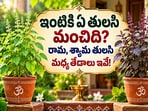 ఇంటికి ఏ తులసి మంచిది? రామ, శ్యామ తులసి మధ్య తేడాలు ఇవే!(AI)