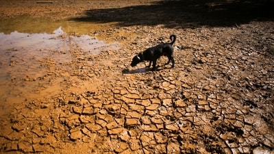 The researchers projected that global land temperatures will be 1.2C above normal in the coming months due in large part to El Nino, leading to 44 percent more extremely hot days than in a regular year. (In picture: A dog walks on cracked ground at the dried-up Guarne Lagoon in Arvi Park amid drought conditions linked to the El Nino phenomenon, in, Colombia) (REUTERS)