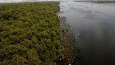 City could lose 8.2 acres of mangroves at Bhandup to GMLR junction. (HT ARCHIVE) City could lose 8.2 acres of mangroves at Bhandup to GMLR junction. (HT ARCHIVE)