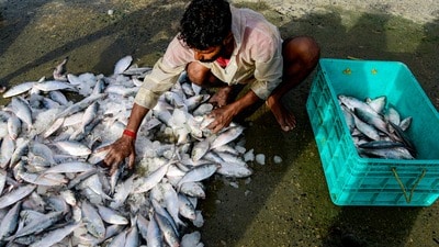 ভারত থেকে ইলিশ আমদানি বন্ধ করে দিল বাংলাদেশ। (ছবিটি প্রতীকী, সৌজন্যে পিটিআই) ভারত থেকে ইলিশ আমদানি বন্ধ করে দিল বাংলাদেশ। (ছবিটি প্রতীকী, সৌজন্যে পিটিআই)