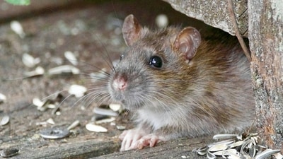 A study reveals that after the successful 2019 eradication of black rats and house mice from Lord Howe Island, invertebrate populations increased significantly, though diversity remained stable. This research underscores the impact of invasive species on island ecosystems. (Representational/Unsplash) A study reveals that after the successful 2019 eradication of black rats and house mice from Lord Howe Island, invertebrate populations increased significantly, though diversity remained stable. This research underscores the impact of invasive species on island ecosystems. (Representational/Unsplash)