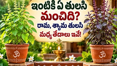 ఇంటికి ఏ తులసి మంచిది? రామ, శ్యామ తులసి మధ్య తేడాలు ఇవే! (AI) ఇంటికి ఏ తులసి మంచిది? రామ, శ్యామ తులసి మధ్య తేడాలు ఇవే! (AI)