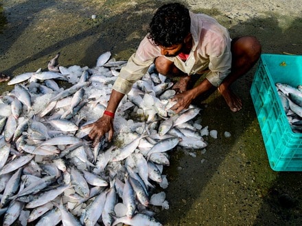ভারত থেকে ইলিশ আমদানি বন্ধ করে দিল বাংলাদেশ। (ছবিটি প্রতীকী, সৌজন্যে পিটিআই)