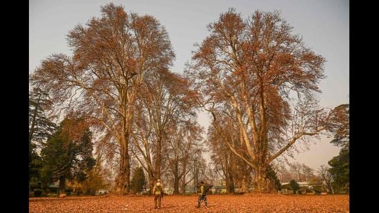 Chinar, also known as the Oriental Plane or Platanus orientalis, is found across Kashmir. Called Chinar or Chenar in Asia and Boueen in Kashmir, the tree grows up to 30 metres and, with a ground-level girth of 10 to 15 metres, takes around 150 years to reach full size.