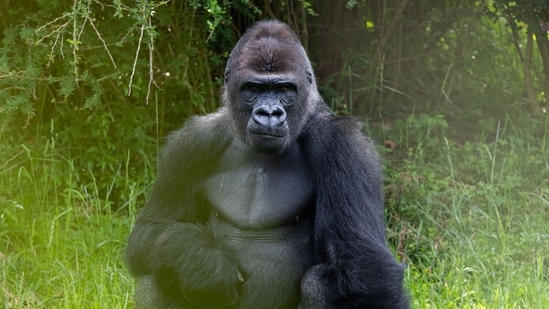 Bakari the boss: 5 thing about Disney's new silverback gorilla at Animal Kingdom