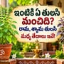 ఇంటికి ఏ తులసి మంచిది? రామ, శ్యామ తులసి మధ్య తేడాలు ఇవే!
