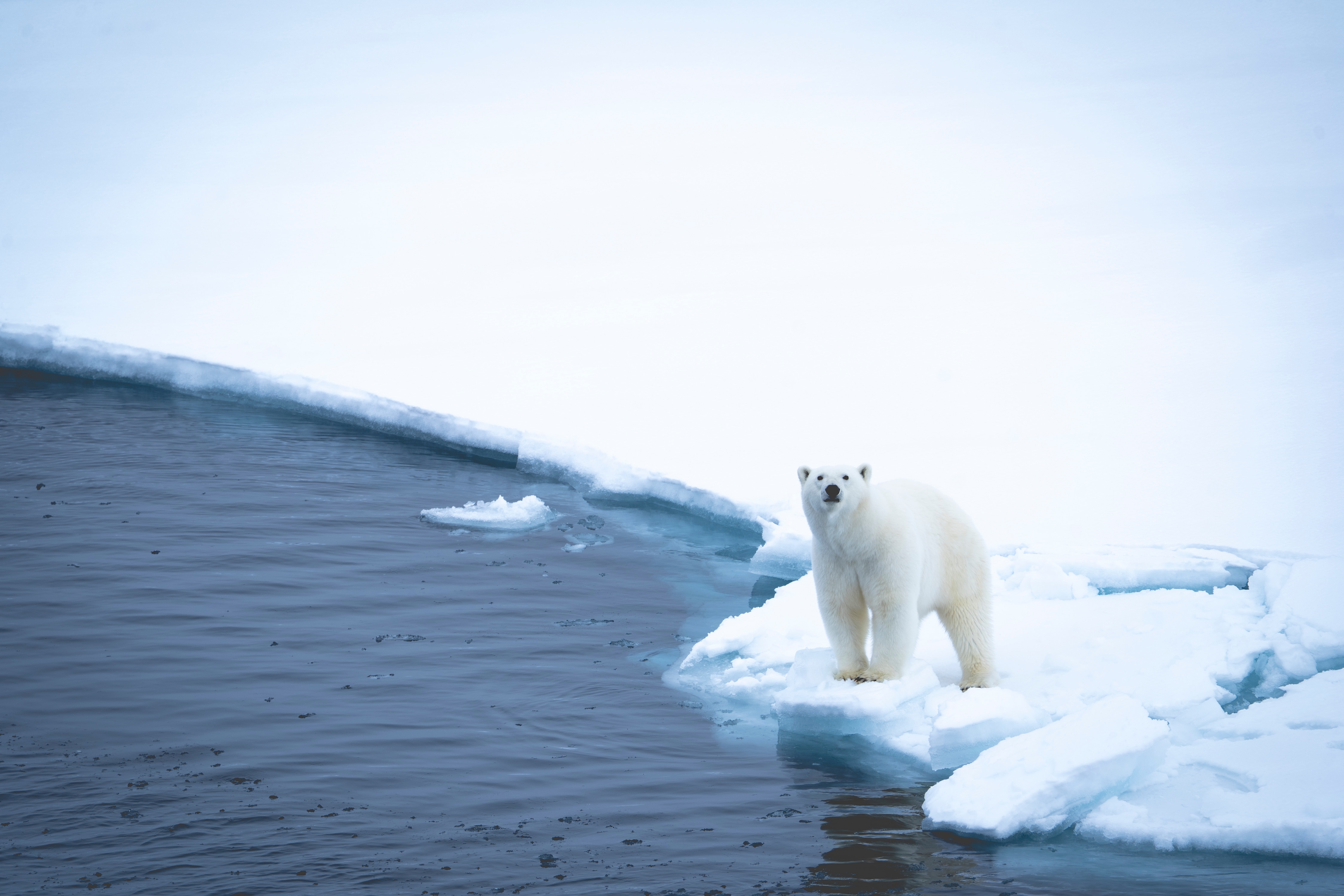 A polar bear the couple witnessed during their expedition. (Bruised Passports) A polar bear the couple witnessed during their expedition. (Bruised Passports)