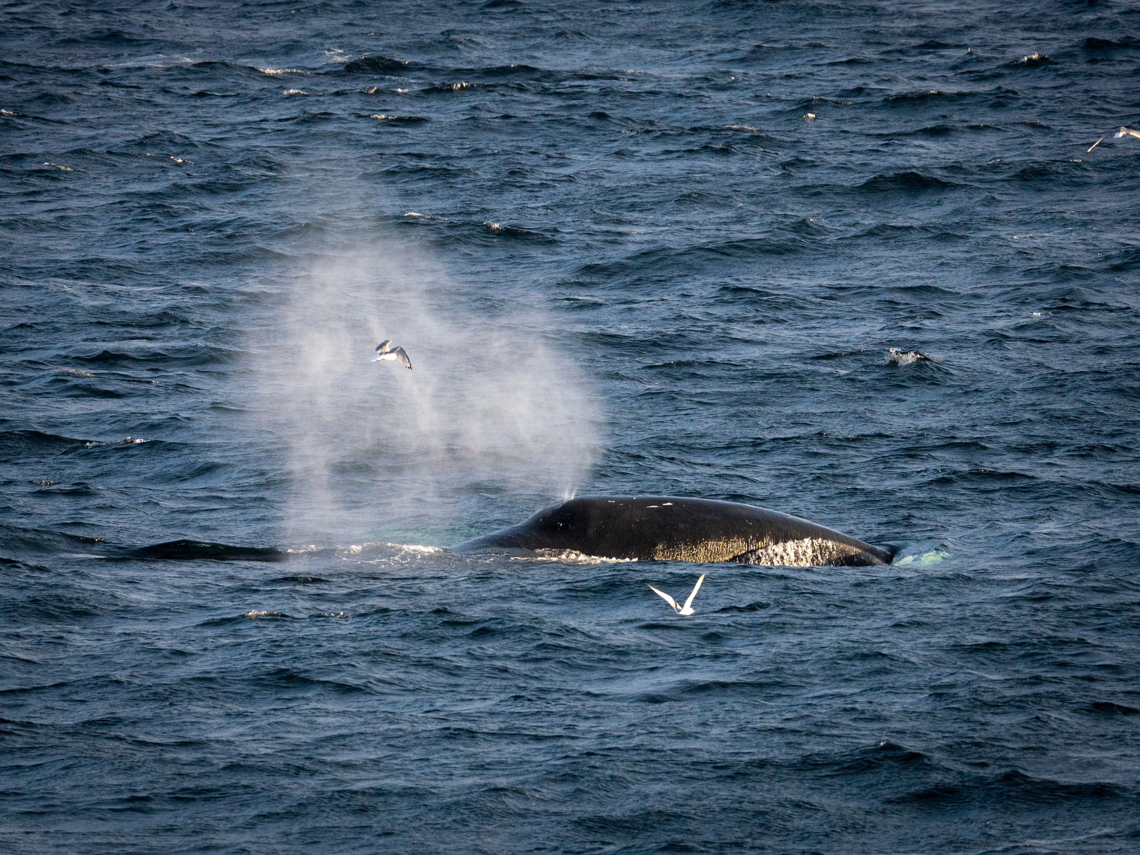 Witnessing whales in the Arctic wild. (Bruised Passports) Witnessing whales in the Arctic wild. (Bruised Passports)