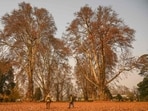 Chinar, also known as the Oriental Plane or Platanus orientalis, is found across Kashmir. Called Chinar or Chenar in Asia and Boueen in Kashmir, the tree grows up to 30 metres and, with a ground-level girth of 10 to 15 metres, takes around 150 years to reach full size.