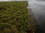 Environmental activist D Stalin of NGO Vanashakti called the “continuous destruction” of mangroves “insane”. 