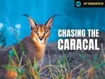 Inside the race to save the elusive caracal