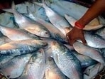 In a first, India has exported roe-filled Hilsa from Gujarat to Bangladesh in the last two month