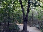 The Miyawaki method, pioneered by Japanese botanist Akira Miyawaki, involves planting a large number of native species close together in a relatively small area