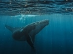 A rare sperm whale birth was observed near Dominica, where the newborn calf was assisted by its pod members to surface. This unprecedented documentation highlights the social structures and protective behavior among sperm whales, informing conservation strategies for these vulnerable animals.(Representational/Unsplash)