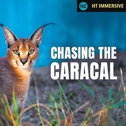 Inside the race to save the elusive caracal