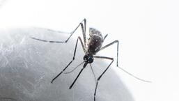 7 new dengue cases take Prayagraj tally to 49