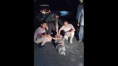 Dudhwa buffer zone forest staff rescuing a crocodile from a hutment in Dubaha village on Monday (HT Photo) Dudhwa buffer zone forest staff rescuing a crocodile from a hutment in Dubaha village on Monday (HT Photo)