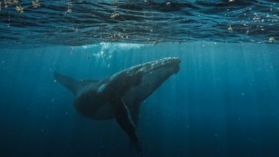 A rare sperm whale birth was observed near Dominica, where the newborn calf was assisted by its pod members to surface. This unprecedented documentation highlights the social structures and protective behavior among sperm whales, informing conservation strategies for these vulnerable animals. (Representational/Unsplash)