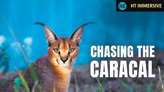 Inside the race to save the elusive caracal