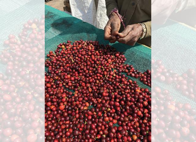 The Kerehaklu Estate in Chikmagalur began growing Excelsa in 2020. The Kerehaklu Estate in Chikmagalur began growing Excelsa in 2020.