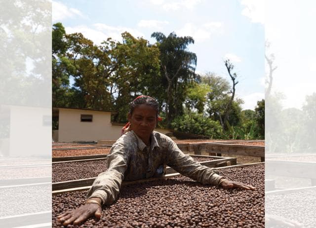 Rishwin Devaya of Riverside Coffee says that the Excelsa bean is hardier than the Arabica and Robusta. Rishwin Devaya of Riverside Coffee says that the Excelsa bean is hardier than the Arabica and Robusta.