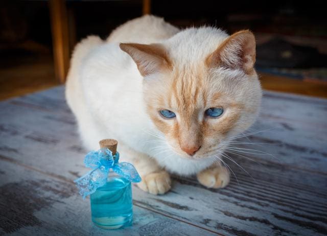 There are so many feline-themed scents lately. We’re obsessed. (SHUTTERSTOCK) There are so many feline-themed scents lately. We’re obsessed. (SHUTTERSTOCK)