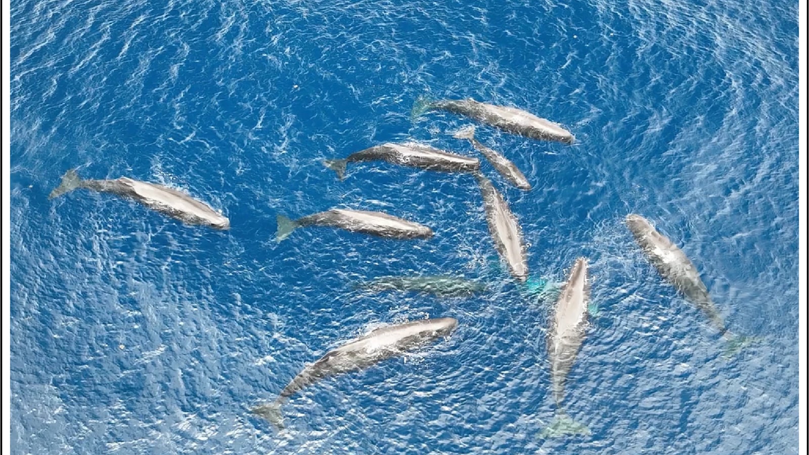 The journal Scientific Reports documents a unique sperm whale birth, emphasizing the vital role of whale pods in calf survival. Non-genetic relatives aided the infant's first breaths, underscoring the importance of social interaction in vulnerable whale populations. (Aluma, Y., Baron, Z., Barrett, R. et al. Description of a collaborative sperm whale birth and shifts in coda vocal styles during key events. Sci Rep 16, 9206 (2026).)
