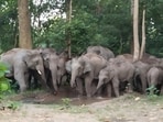 A herd of wild elephants in Dudhwa forests (HT Photo)
