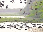 A team raided the Royal Pet Shop in Jagraon and rescued the birds. (HT File)