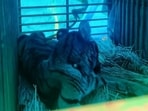 Forest officials rescued a seven- to eight-month-old Royal Bengal tiger cub from an empty house in Mayurbhanj after heavy rain drove it from the forest.
