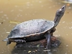 Freshwater Turtle (HT FILE PHOTO)