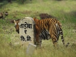 Maya at the reserve. (Photo courtesy Mahesh Khore)
