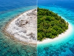 Lady Elliot Island's recovery, initiated by pilot Don Adams in 1969, transformed a barren landscape into a thriving ecosystem.(AI-generated/ChatGPT)