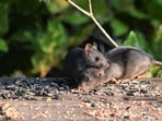 The eradication of black rats on Anacapa Island boosted Scripps's murrelet populations, with nests increasing significantly and hatching success soaring from 30% to 85%. This highlights the positive ecological effects of removing invasive species on island ecosystems.(Representational/ Unsplash)