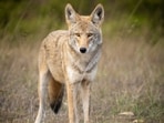 Coyotes have adapted to urban life in cities like Seattle, exhibiting a population density 9.3 times higher than in rural areas, suggesting they can thrive near humans by exploiting resources while facing fewer natural predators.(Representational/Unsplash)