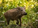 A large-scale pig eradication on Santa Cruz Island removed 5,036 pigs in 411 days, utilizing radio-collared pigs to locate survivors. This project serves as a model for efficient conservation efforts, restoring the island's ecosystem.(Representational/Unsplash)
