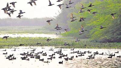 A team raided the Royal Pet Shop in Jagraon and rescued the birds. (HT File)