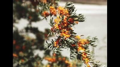 As of now, Ladakh harvests around 1,500 tons a year in September, primarily from three districts: Nubra, Leh, and Kargil. (HT Photo for representation) As of now, Ladakh harvests around 1,500 tons a year in September, primarily from three districts: Nubra, Leh, and Kargil. (HT Photo for representation)