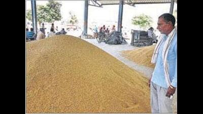 The millers will register for the paddy purchase process and facilitate the farmers as per the government norms. (HT File) The millers will register for the paddy purchase process and facilitate the farmers as per the government norms. (HT File)