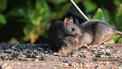 The eradication of black rats on Anacapa Island boosted Scripps's murrelet populations, with nests increasing significantly and hatching success soaring from 30% to 85%. This highlights the positive ecological effects of removing invasive species on island ecosystems. (Representational/ Unsplash)