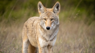 Coyotes have adapted to urban life in cities like Seattle, exhibiting a population density 9.3 times higher than in rural areas, suggesting they can thrive near humans by exploiting resources while facing fewer natural predators. (Representational/Unsplash)